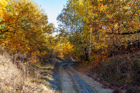 Golden autumn in the forest landscape background.の写真素材