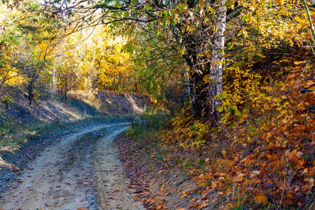 Golden autumn in the forest landscape background.の写真素材