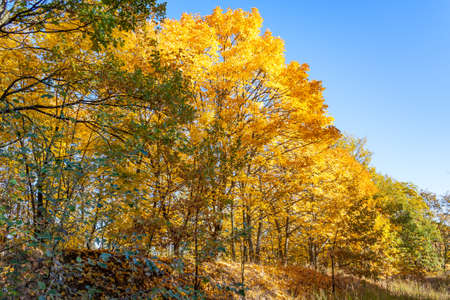 Golden autumn in the forest landscape background.の写真素材