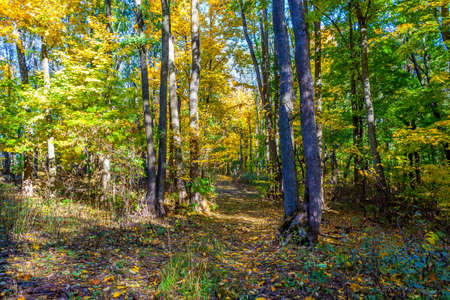 Golden autumn in the forest landscape background.の写真素材