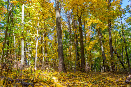 Golden autumn in the forest landscape background.の写真素材