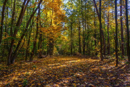 Golden autumn in the forest landscape background.の写真素材