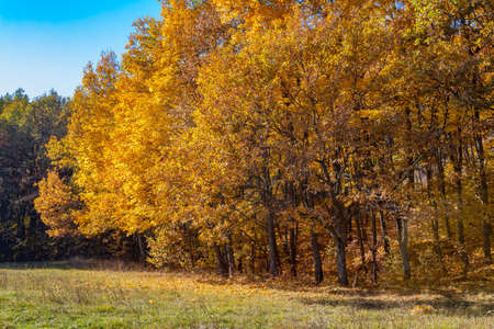 Golden autumn in the forest landscape background.の写真素材