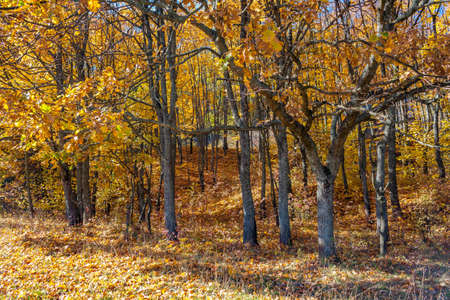 Golden autumn in the forest landscape background.の写真素材