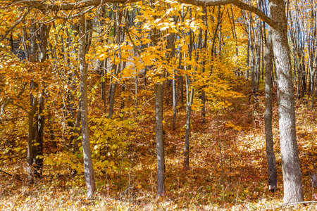 Golden autumn in the forest landscape background.の写真素材