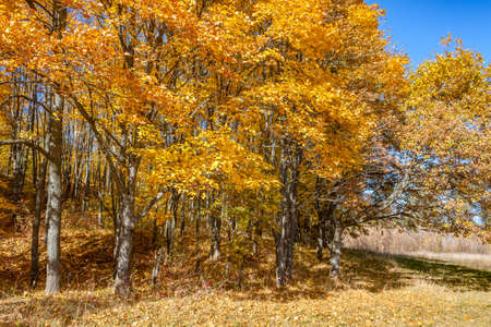 Golden autumn in the forest - a beautiful screensaver for the gadget.の写真素材