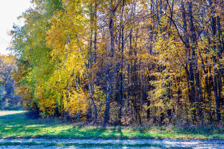 Golden autumn in the forest landscape background.の写真素材