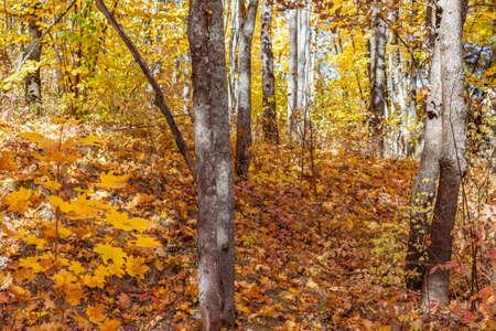 Golden autumn in the forest landscape background.の写真素材