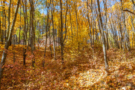 Golden autumn in the forest landscape background.の写真素材