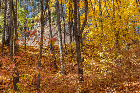 Golden autumn in the forest landscape background.の写真素材