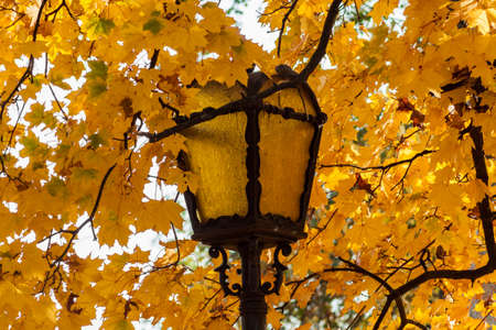 Yellow lantern in foliage.の写真素材