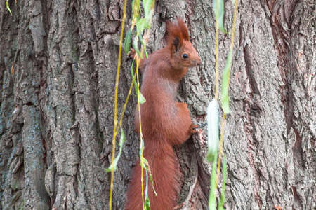 Beautiful red squirrel in the forest.の写真素材