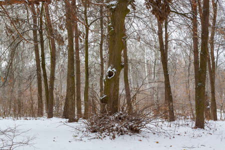 Tree in the winter forest with a hollow (house squirrel).の写真素材
