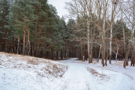 Snowy road in the winter forest.の写真素材