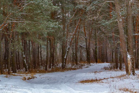 Snowy road in the winter forest.の写真素材