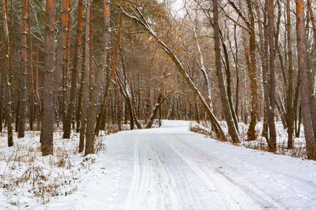 Snowy road in the winter forest.の写真素材