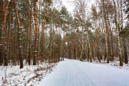Snowy road in the winter forest.の写真素材
