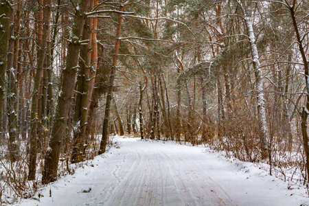 Snowy road in the winter forest.の写真素材