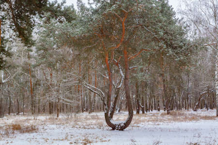 Tree is the throne of the forest king.の写真素材