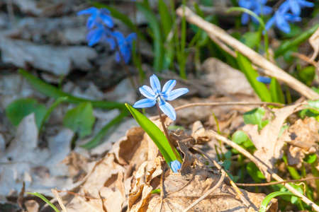 Flowers snowdrops in the spring forest.の写真素材