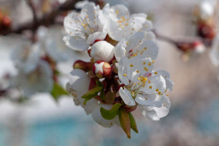 Blooming cherry is a beautiful gadget desktop wallpaper.の写真素材
