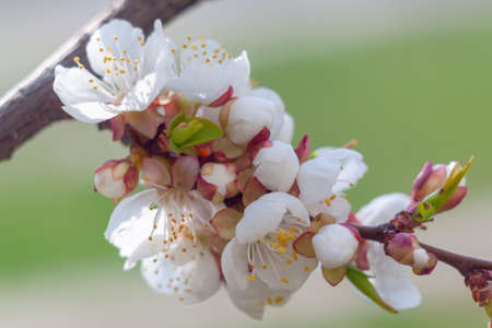 Blooming cherry is a beautiful gadget desktop wallpaper.の写真素材