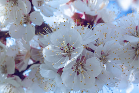 Blooming cherry is a beautiful gadget desktop wallpaper.の写真素材
