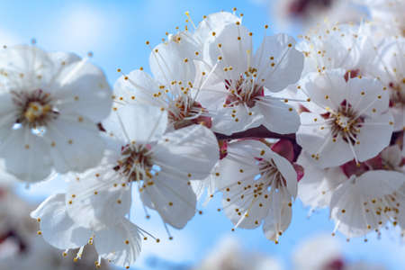 Blooming cherry is a beautiful gadget desktop wallpaper.の写真素材