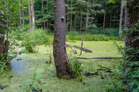 A very beautiful swamp, a great screensaver for the gadget.の写真素材