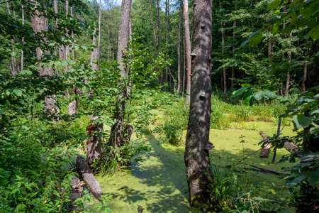 A very beautiful swamp, a great screensaver for the gadget.の写真素材