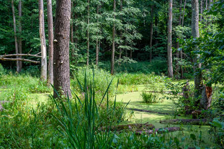 A very beautiful swamp, a great screensaver for the gadget.の写真素材