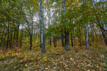 Golden autumn time in a wonderful forest.の写真素材