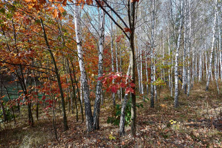 Golden autumn time in a wonderful forest.の写真素材