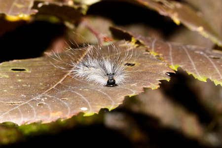 Hairy caterpillar centipede on a leaf.の写真素材