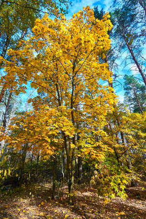 Maple tree in the fall - a beautiful screensaver on your gadget.