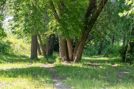 Road in the autumn forest.