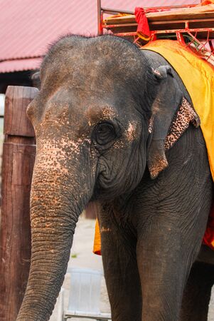 thai elephat around historical parkの写真素材