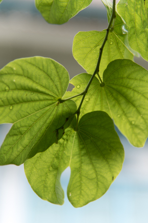 green leaf with its textture and fresh feelingの写真素材