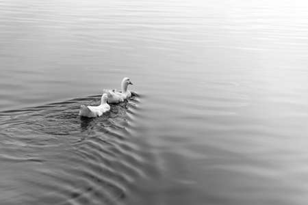 two duck swimming in the swamp B&Wの写真素材