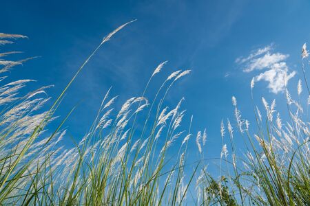 lemma bent by the wind with blue clear sky
