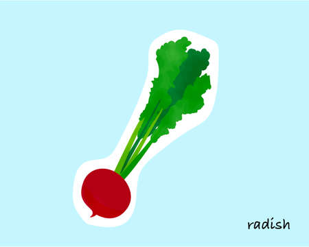 Colorful watercolory vegetables/turnipsのイラスト素材