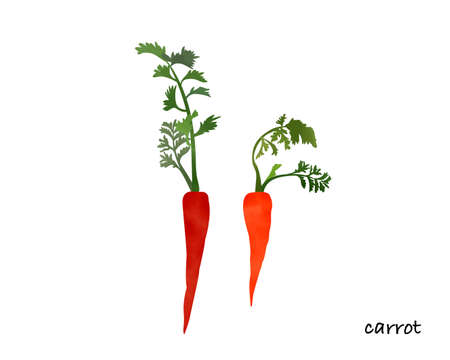 Vegetables/carrots with colorful watercolorsのイラスト素材