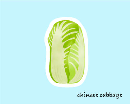 Colorful watercolory vegetables/Chinese cabbageのイラスト素材