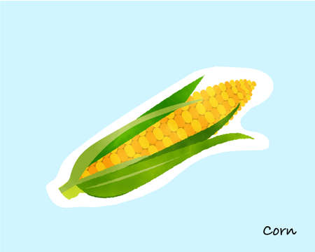 Colorful watercolory vegetables/cornのイラスト素材