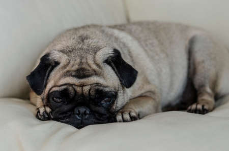 Adorable pug dog in sadness feeling lay on the floor.の写真素材