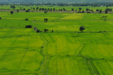 corn fieldの写真素材