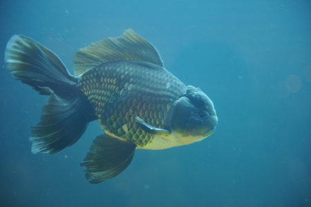 goldfish