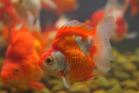 goldfishの写真素材