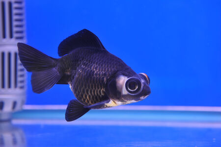 goldfishの写真素材