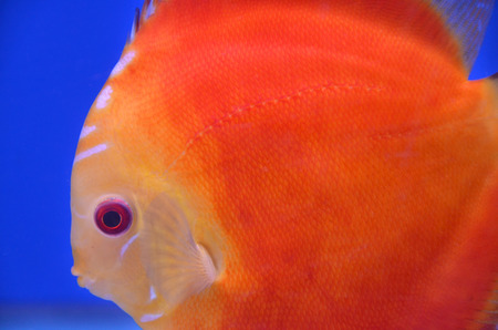 Pompadourの写真素材